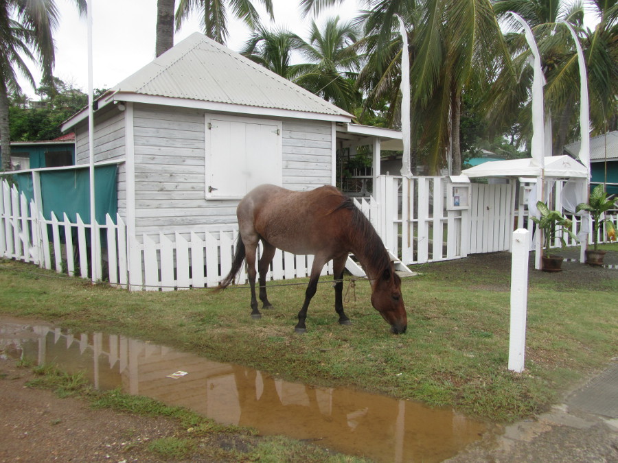 Sint Maarten Nov 2014